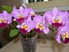 Cattleya Hybrids   